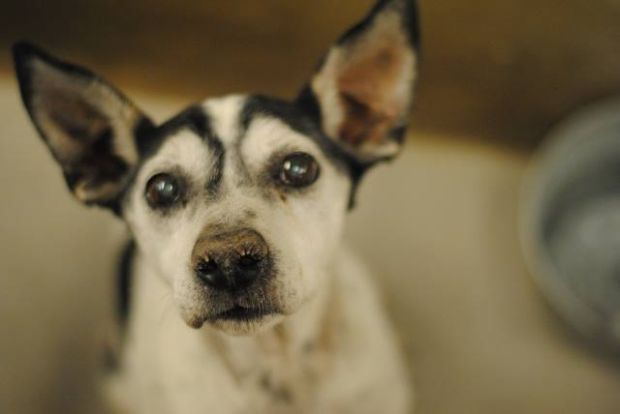 Pima Animal Care Center